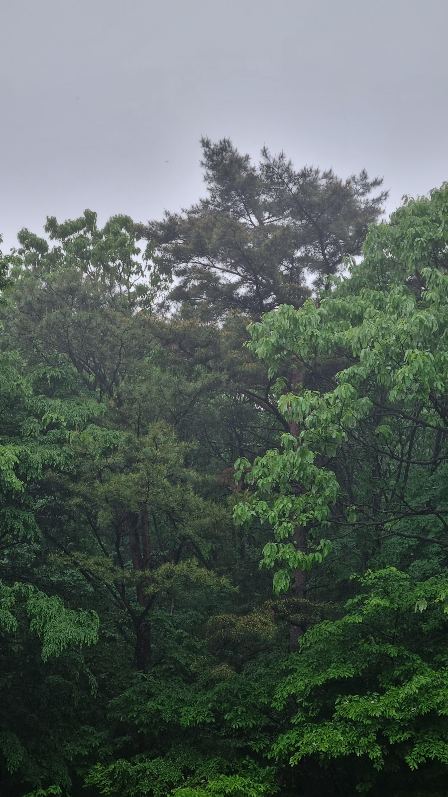 비오는 함허동천