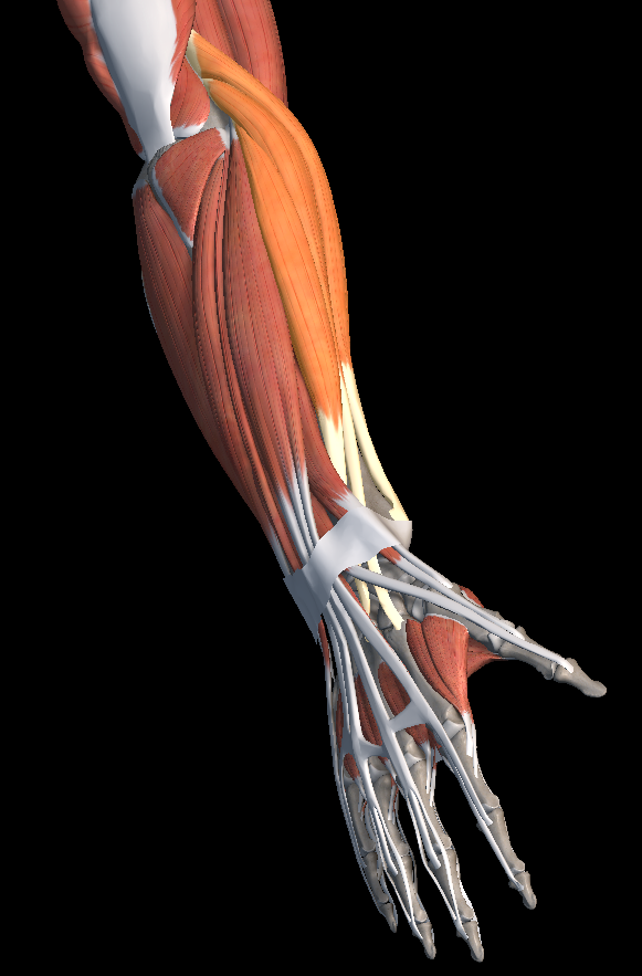 팔꿈치 바깥쪽 통증 원인
