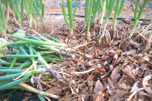 대파재배-대파-밑동-절단-수확