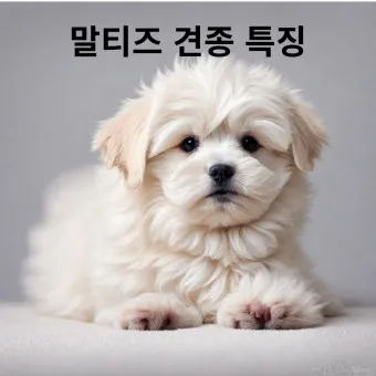 말티즈 성격 분양 가격 수명 장점 단점_4