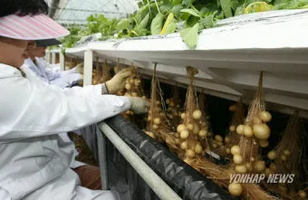 감자 재배 심는간격 상토 선택 배수 관리_9