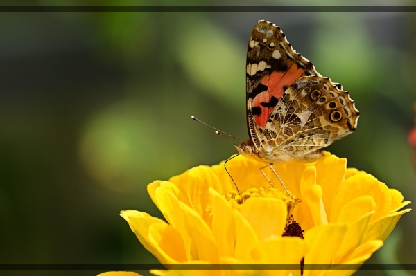 지구가 아파요. 13 봄을 알리던 나비