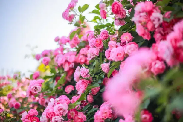 철원 고석정 꽃밭 축제 재개장