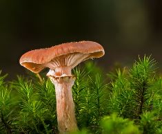 영지버섯 효능 부작용 먹는법