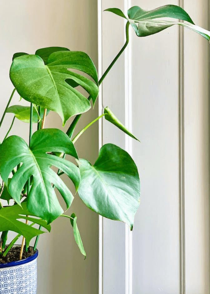 몬스테라 식물 키우기 관리 방법