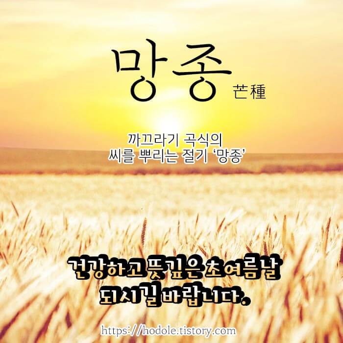망종 인사말 이미지