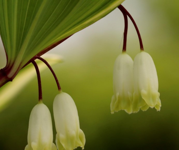 둥글레차 효과 둥글레차 물대신 둥굴레차 효능 둥굴레차 부작용
