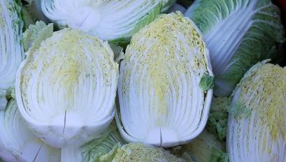 평창 고랭지 절임배추 예약