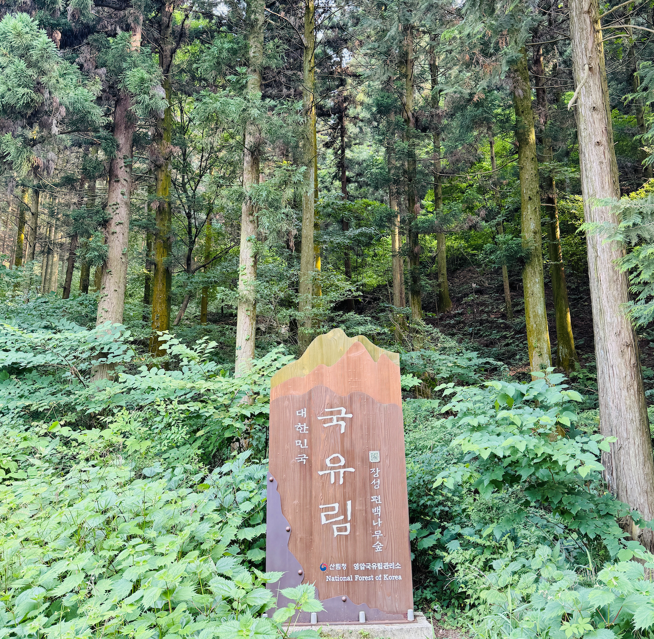 장성 편백나무숲