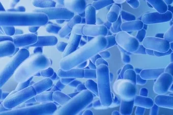 유산균 종류 먹는 시간 섭취방법_2