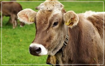 소를 끌고 다닌 꿈 꿈해몽