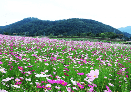 황룡강 생태공원 꽃구경 명소! 계절 따라 즐기는 화려한 꽃길