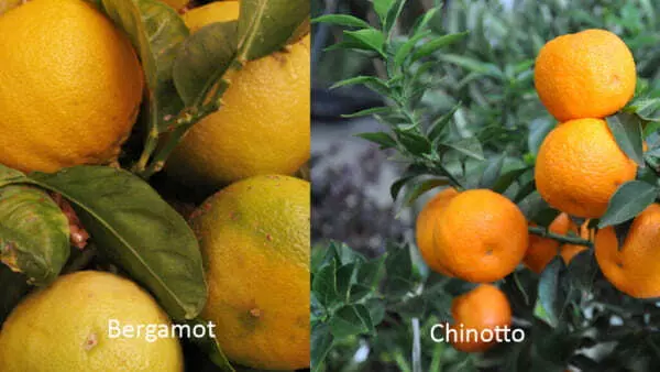 Bergamot&#44; Chinotto