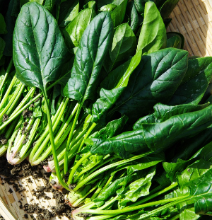 맥주효모 - 탈모에 좋은 식품