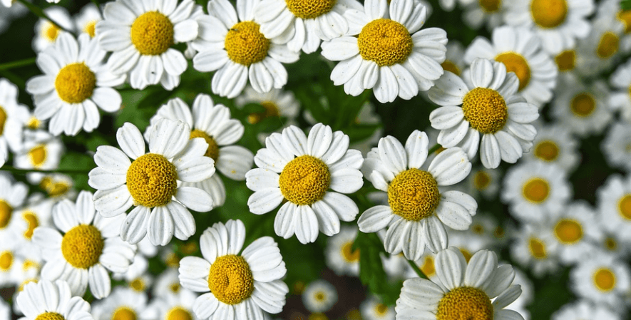 캐모마일 꽃 - 3