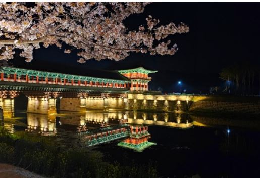 경주 벚꽃