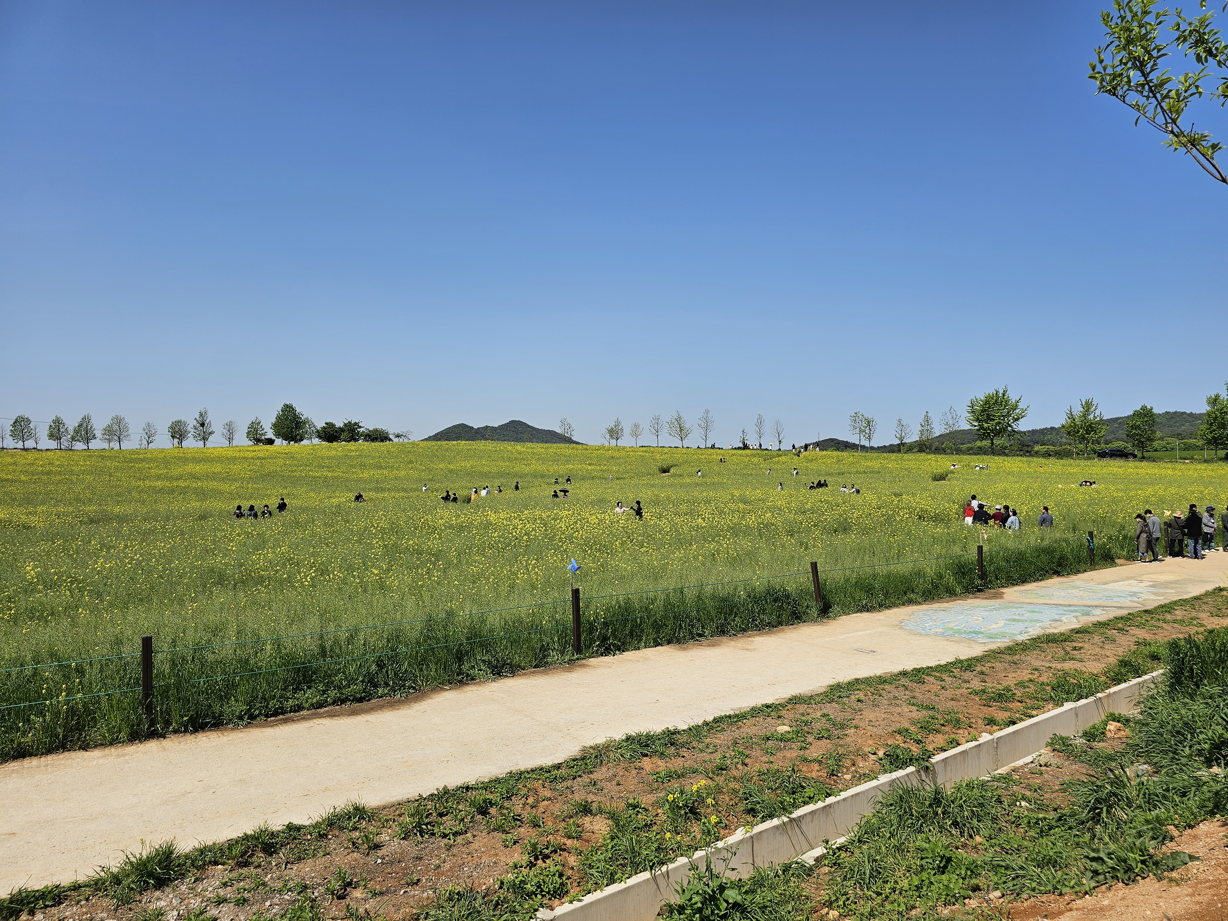 학원농장유채꽃