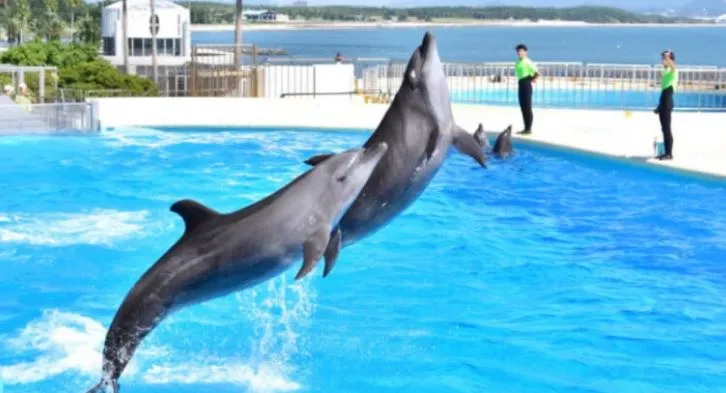 후쿠오카-마린월드-우미노나카미치-수족관-돌고래쇼-점프하는-모습