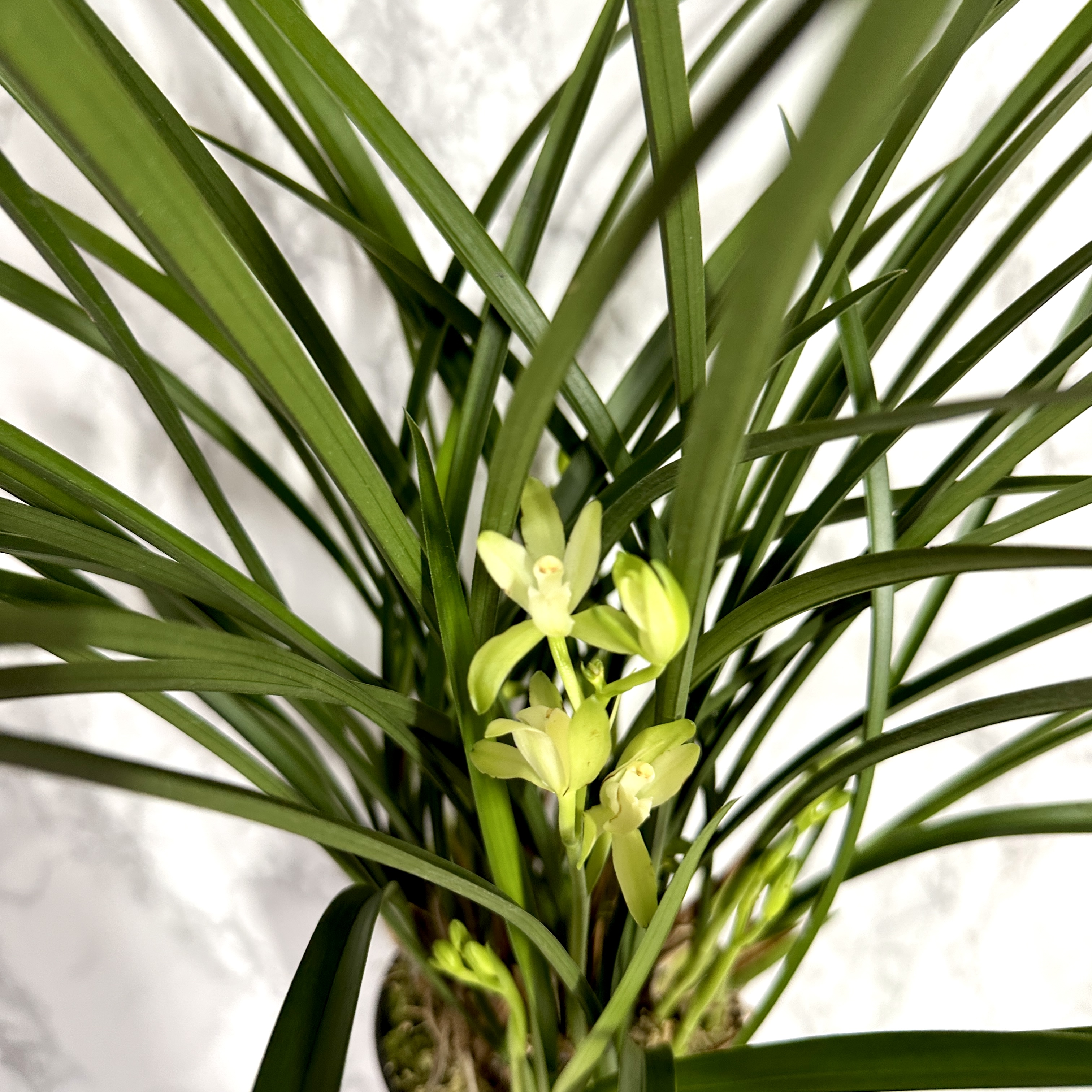 동양 난 키우는 방법 물 주는 방법