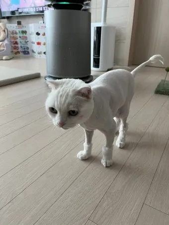 &amp;quot;고양이