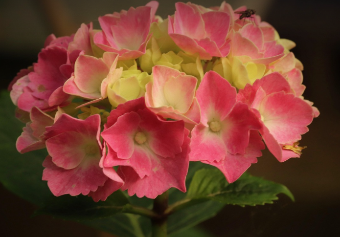 기초연금 부부수령액