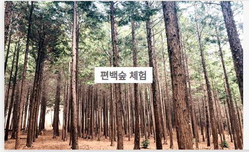 장흥 하늘빛수목정원 튤립축제