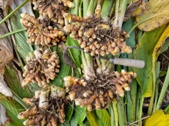 강황 재배 따뜻한 온도 보온 피복 수확 건조_4