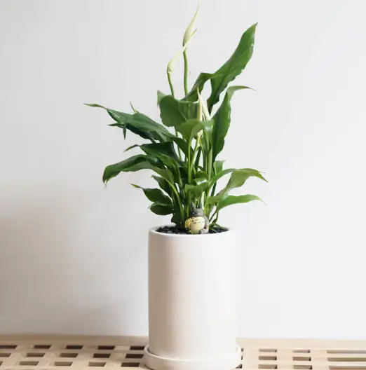 반려식물-스파티필름