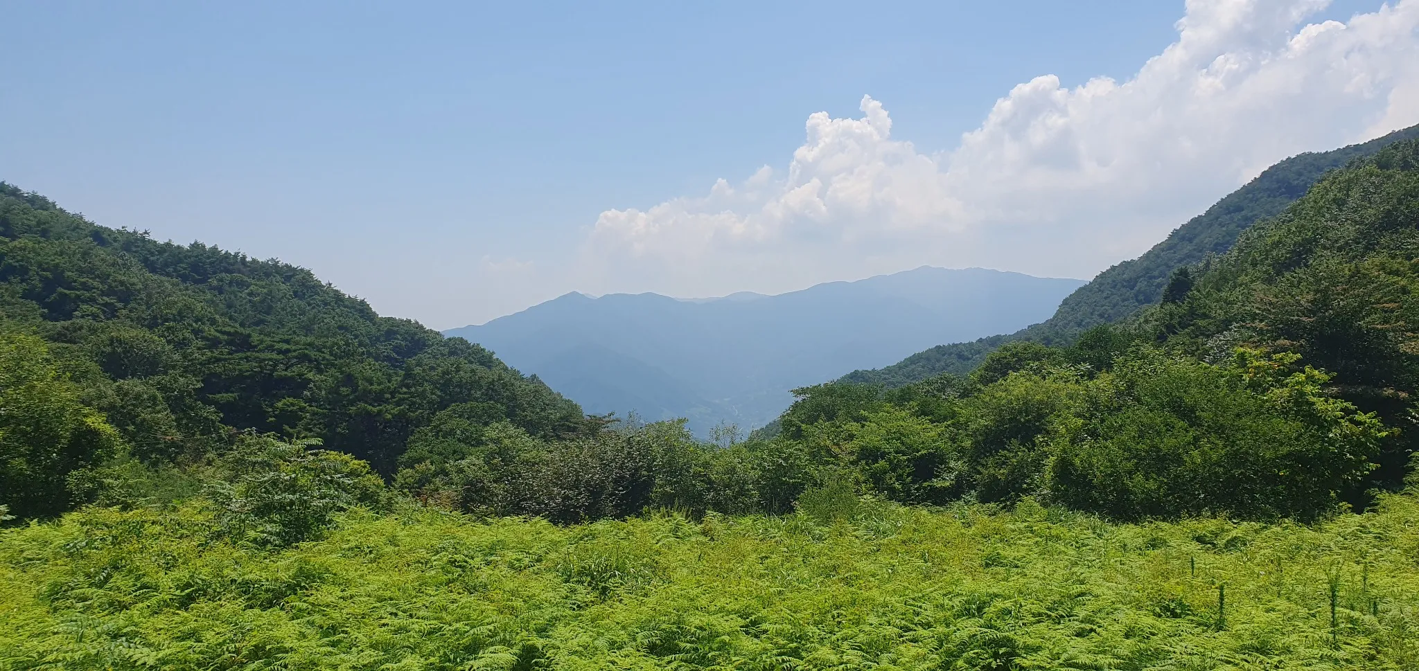 푸른 숲과 능선이 겹겹이 이어진 지리산 전경