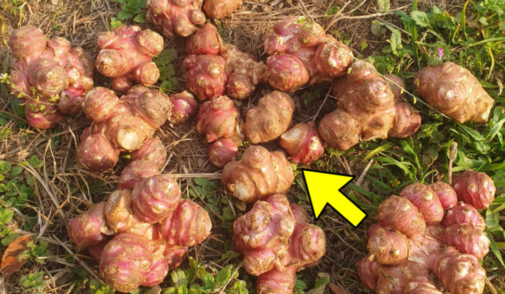 돼지감자 수확 시기