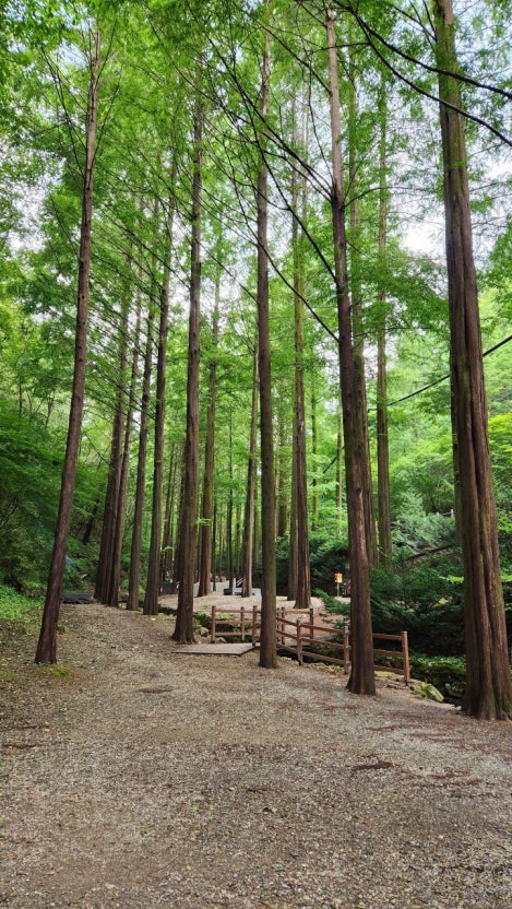 대전 장태산 자연휴양림