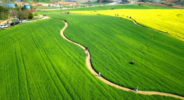 제21회 고창 청보리밭 축제2
