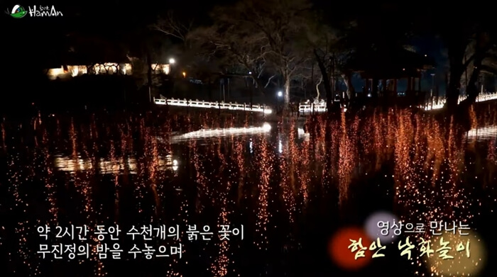 낙화축제