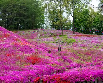 군포 철쭉축제_10