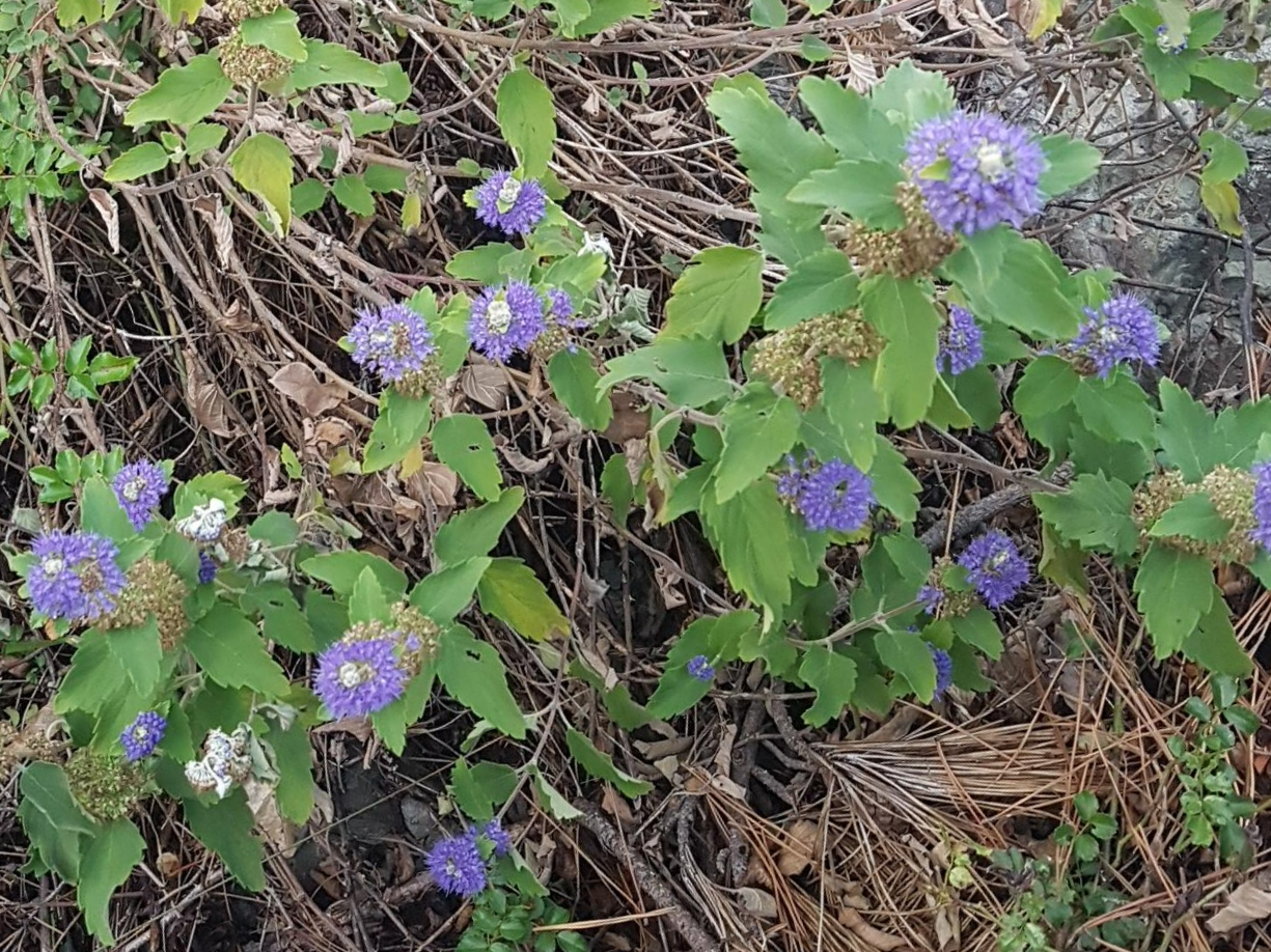 층꽃나무를 향기만 보고 선택하면 어긋나는 이유