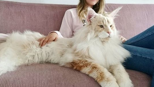 메인쿤고양이와-여성