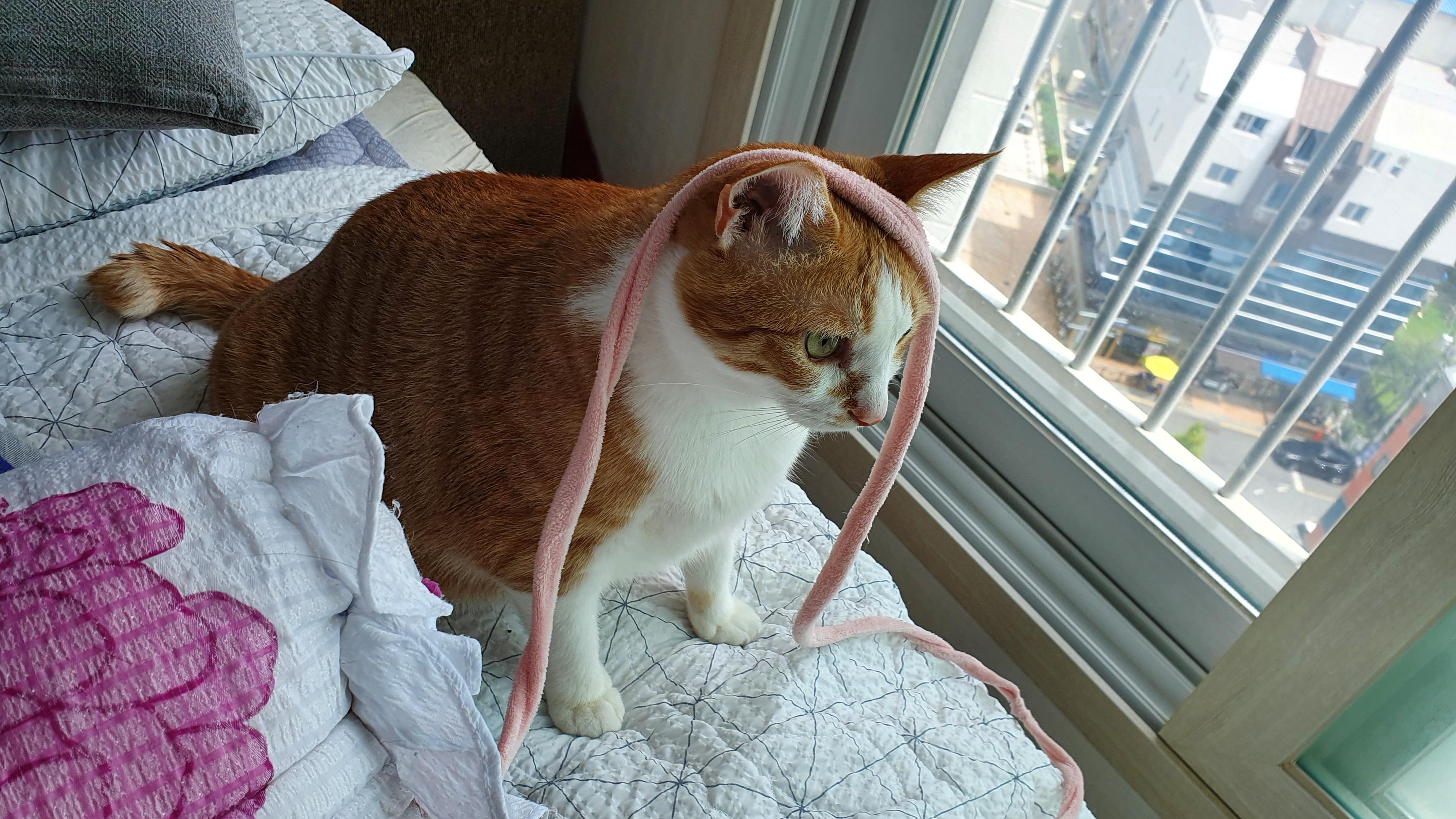 우리집 아홉냥이의 고양이 종류