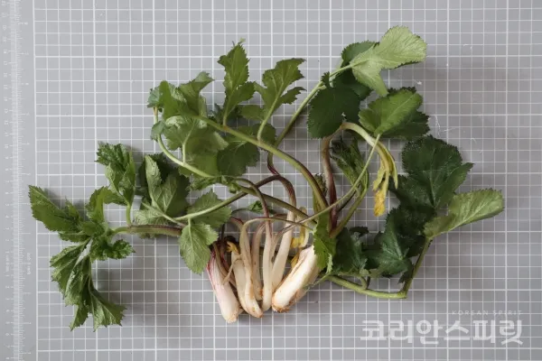 고급 산채 어수리 나물_3