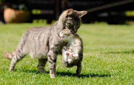 새끼 고양이를 물고 있는 어미 고양이.