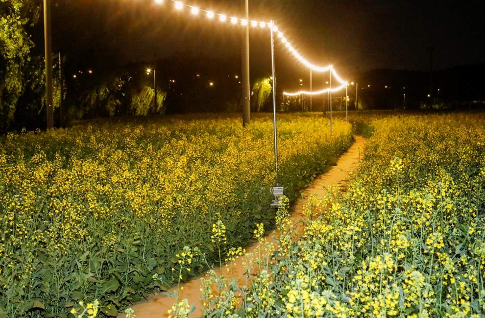 한강 서래섬 유채꽃 축제