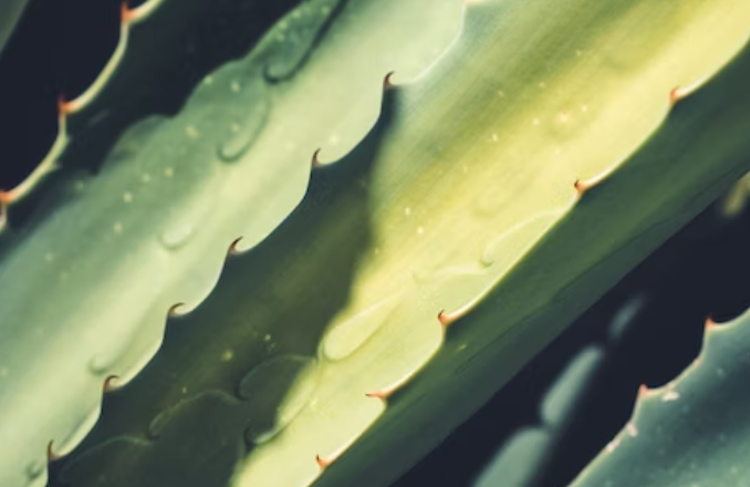 역류성식도염에 좋은 음식