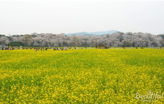 경북 유채꽃 명소 피는 시기