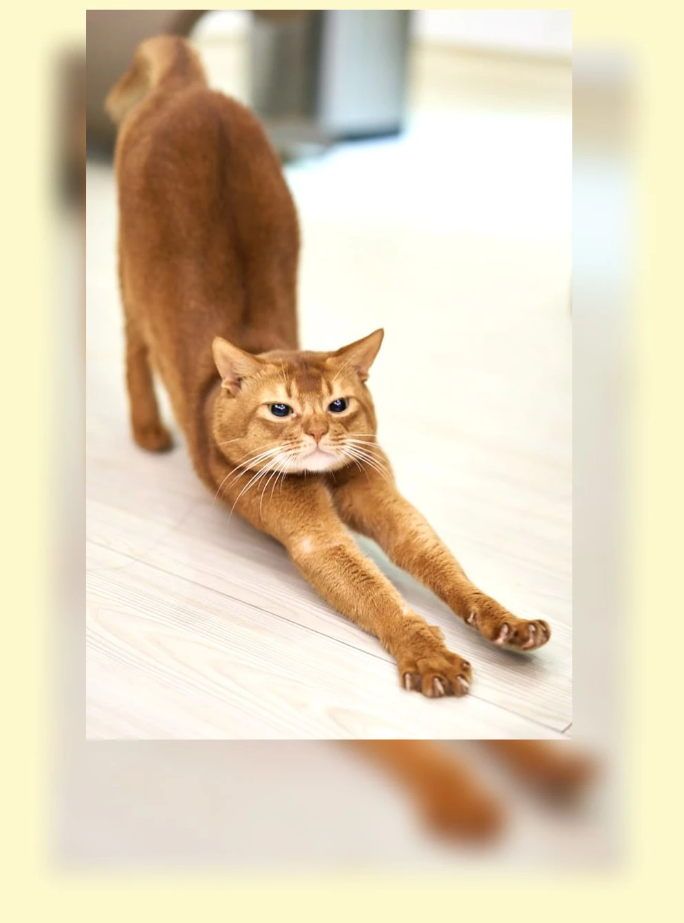 고양이 스트레스 관리_1_subsection