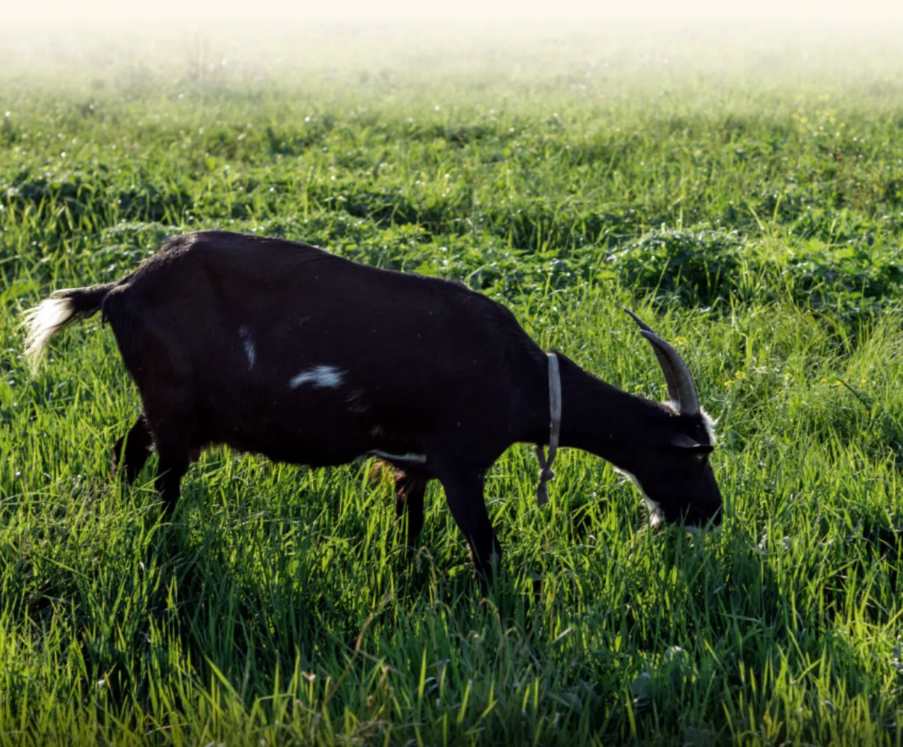 흑송정 흑염소진액 자연방목 러시아산 흑염소