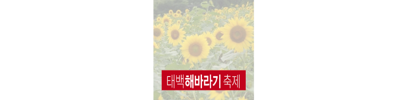 태백 해바라기축제