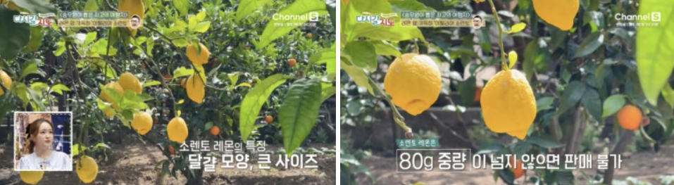 이탈리아 소렌토 - 해변, 식당, 레몬 투어 ft. 다시갈지도