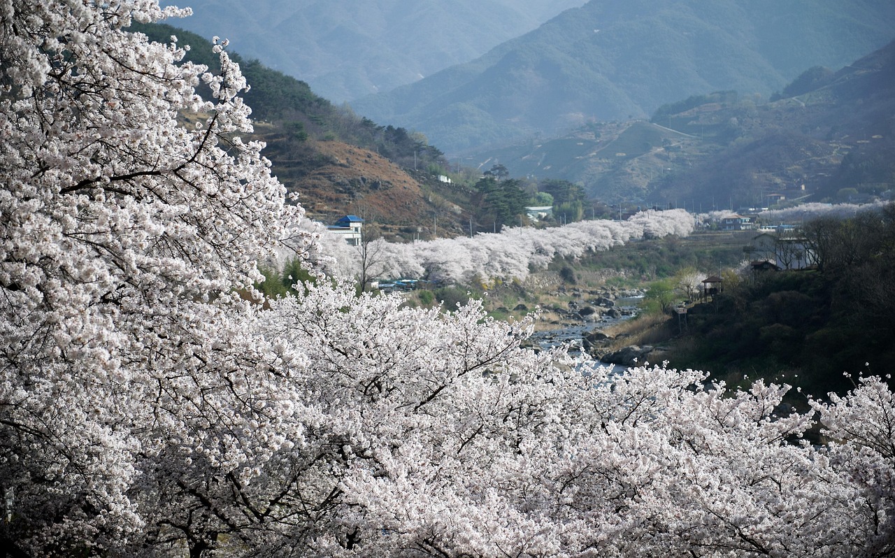 벚꽃 도로 사진