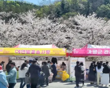 에덴 벚꽃길 벚꽃축제_15