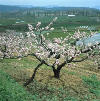 복숭아 나무 한살이 시기_9