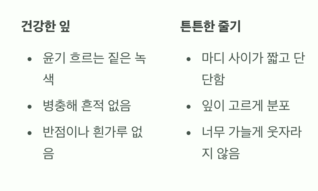 3. 한눈에 보이는 건강 신호, 잎과 줄기